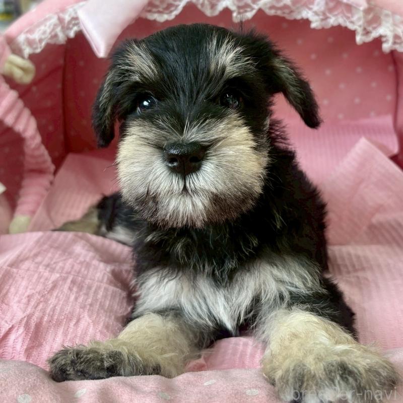 販売中の大阪府のミニチュアシュナウザー-423211の4枚目