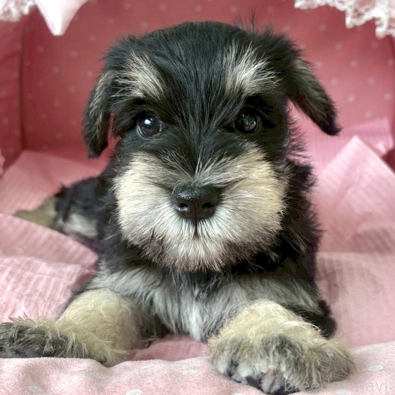 販売中の大阪府のミニチュアシュナウザー-423211の3枚目