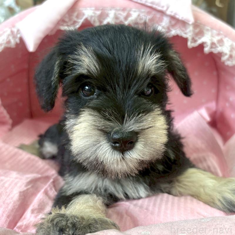 販売中の大阪府のミニチュアシュナウザー-423211の2枚目