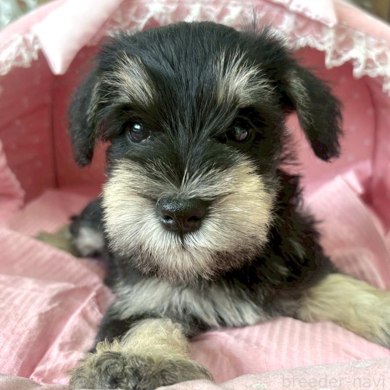 販売中の大阪府のミニチュアシュナウザー-423211