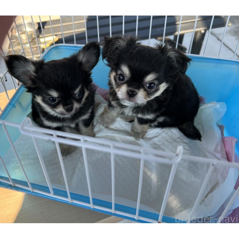 販売中の群馬県のチワワ(ロングコート)-423212の4枚目