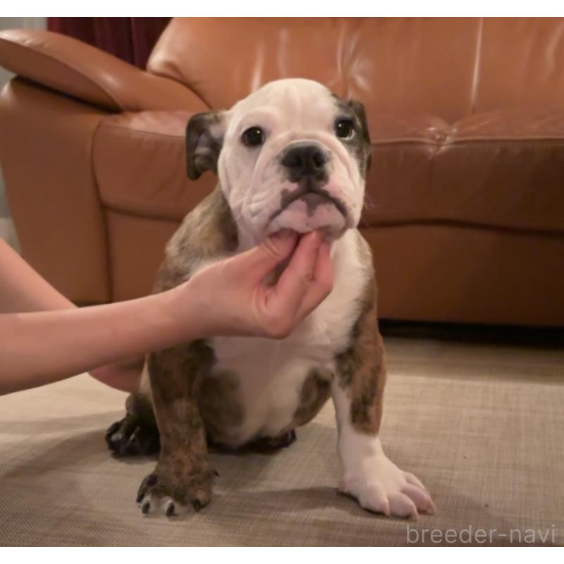 販売中の埼玉県のブルドッグ-423214の3枚目
