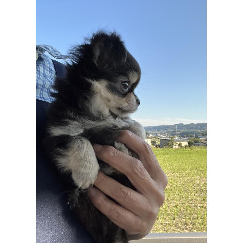 販売中の群馬県のチワワ(ロングコート)-423212の3枚目