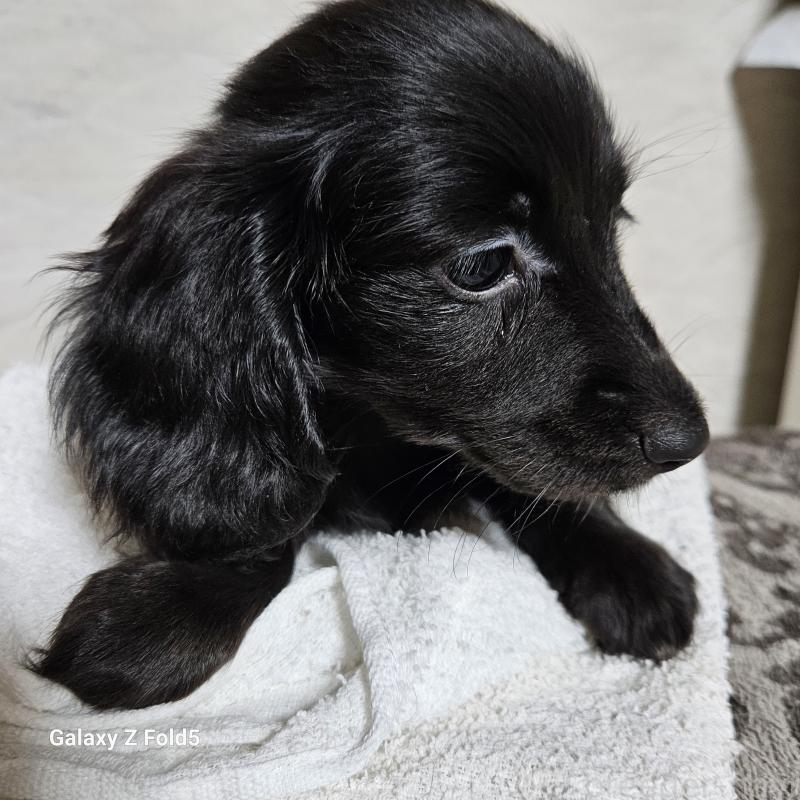 販売中の愛知県のミニチュアダックスフンド(ロングヘアード)-410192の4枚目