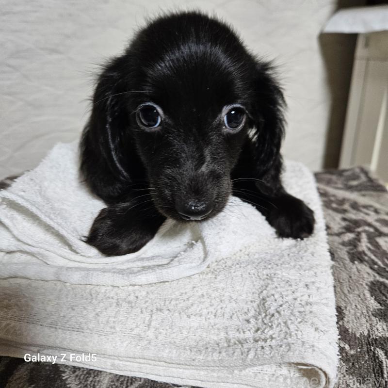 販売中の愛知県のミニチュアダックスフンド(ロングヘアード)-410192の3枚目