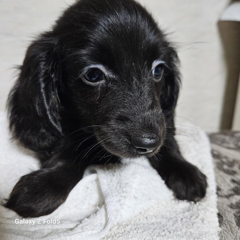 販売中の愛知県のミニチュアダックスフンド(ロングヘアード)-410192