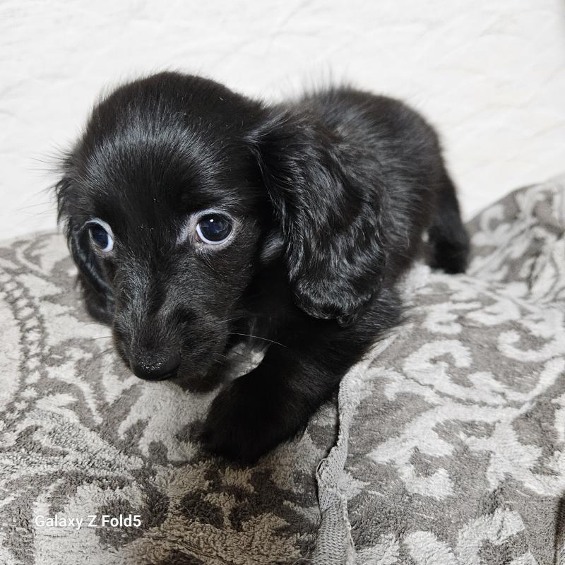 販売中の愛知県のミニチュアダックスフンド(ロングヘアード)-410192の2枚目