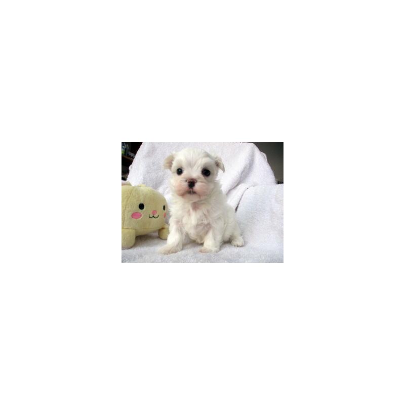 販売中の茨城県のマルチーズ-423213