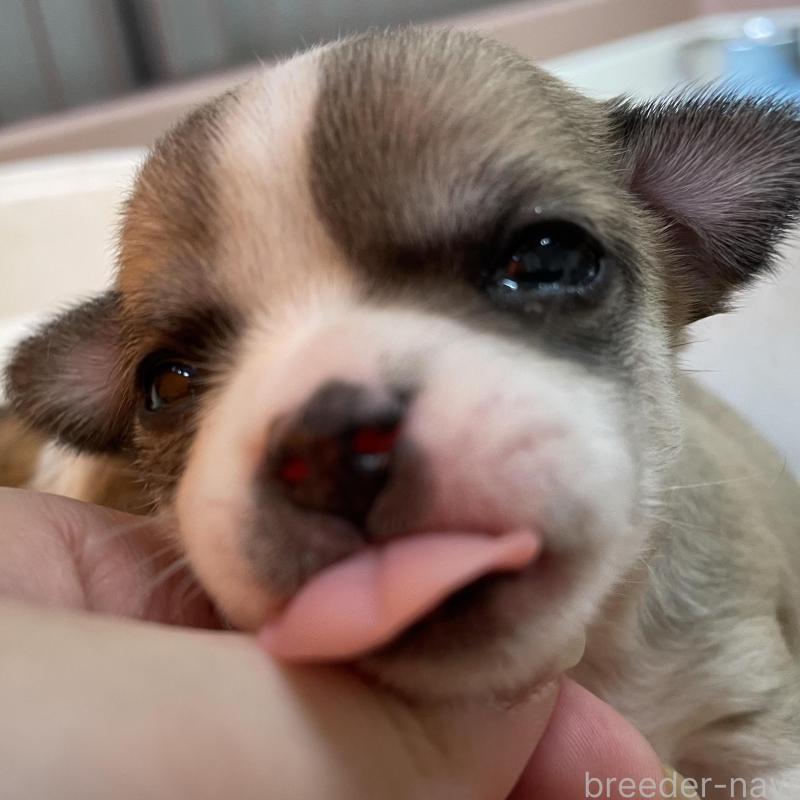 販売中の北海道のチワワ(スムースコート)-423216の6枚目