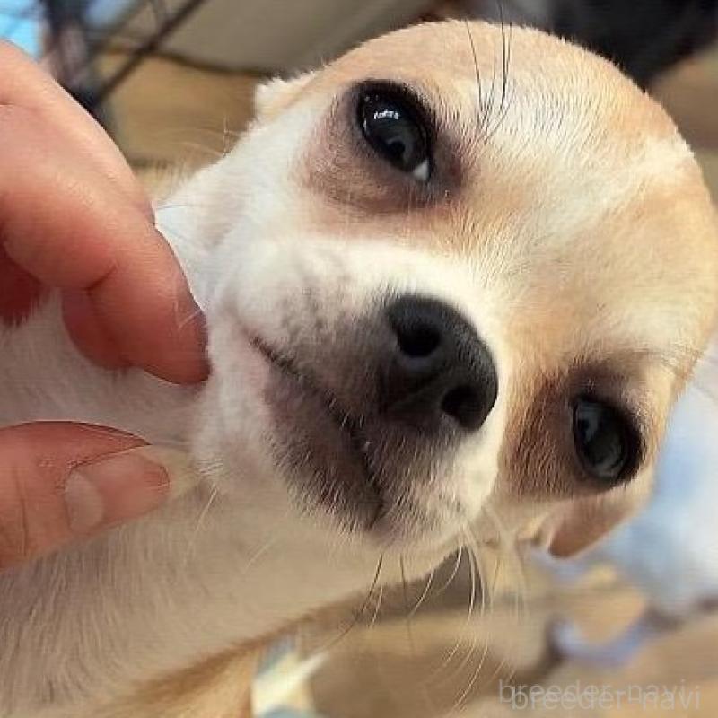 販売中の北海道のチワワ(スムースコート)-423216の5枚目