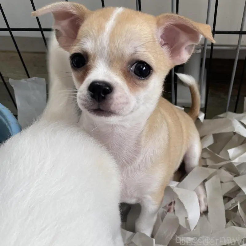 販売中の北海道のチワワ(スムースコート)-423216の1枚目