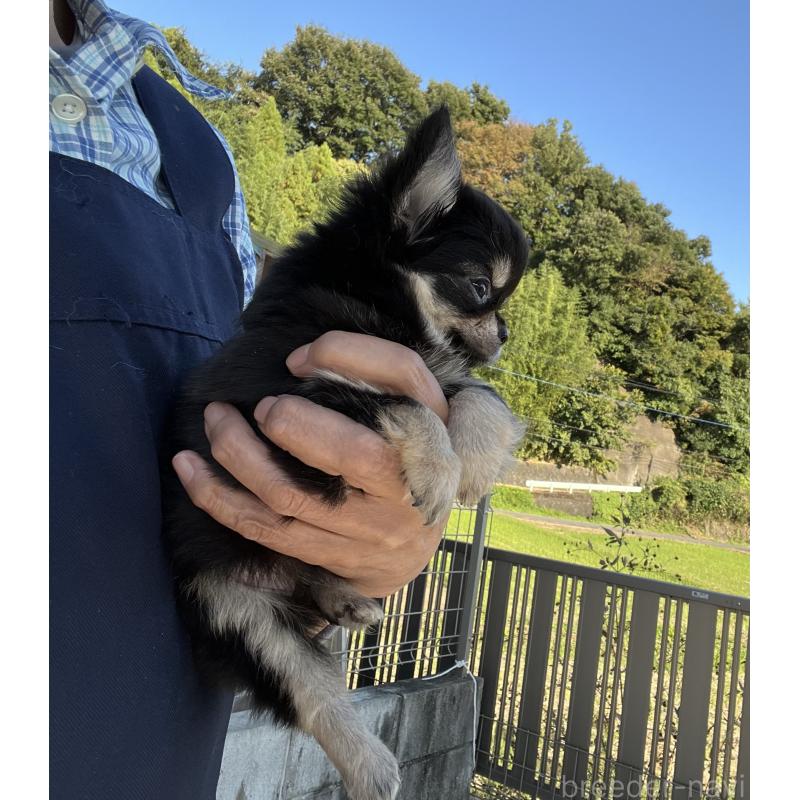 販売中の群馬県のチワワ(ロングコート)-423217の4枚目