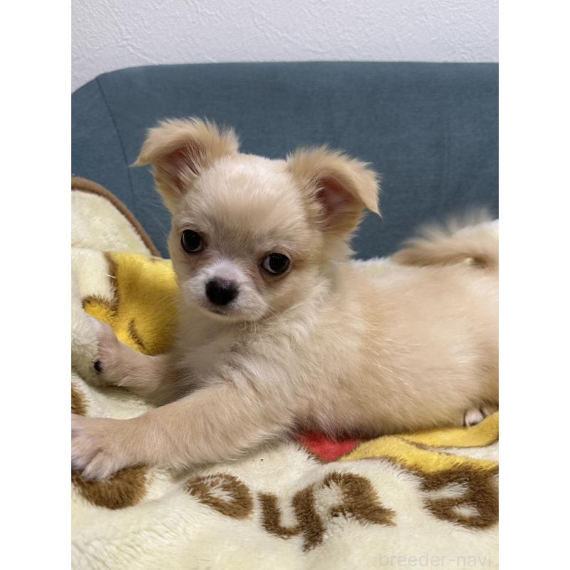 販売中の岡山県のチワワ(ロングコート)-413999の7枚目