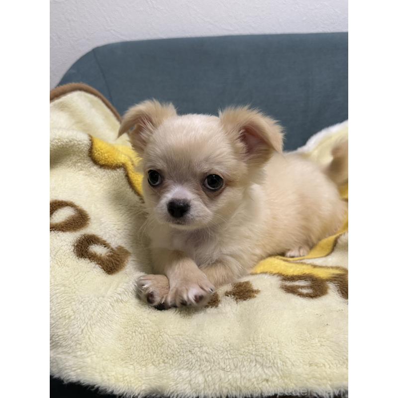 販売中の岡山県のチワワ(ロングコート)-413999の6枚目