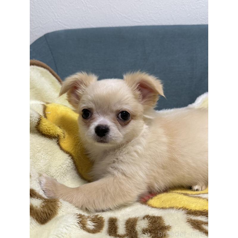 販売中の岡山県のチワワ(ロングコート)-413999の5枚目