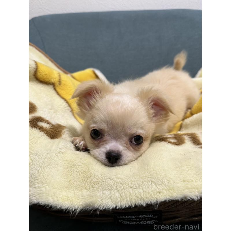 販売中の岡山県のチワワ(ロングコート)-413999の4枚目