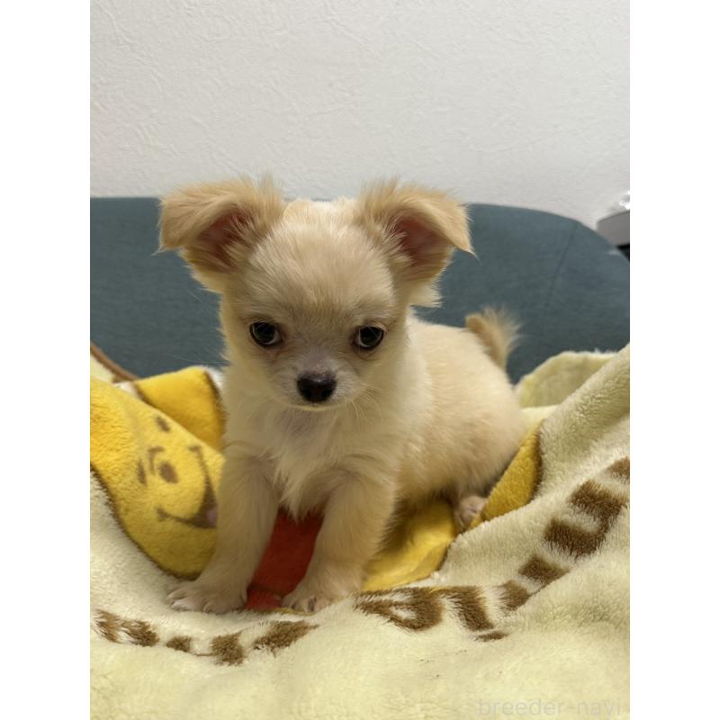 販売中の岡山県のチワワ(ロングコート)-413999の3枚目