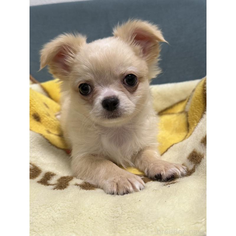 販売中の岡山県のチワワ(ロングコート)-413999の2枚目