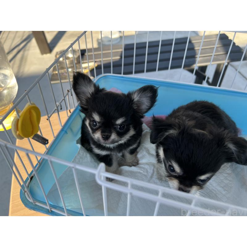 販売中の群馬県のチワワ(ロングコート)-423217の3枚目