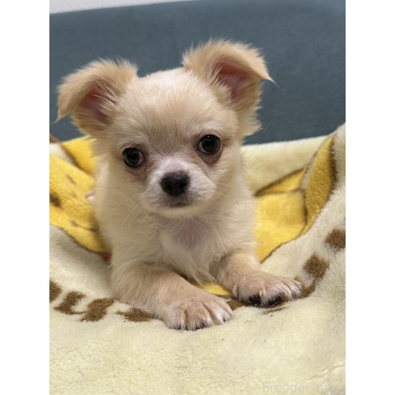 販売中の岡山県のチワワ(ロングコート)-413999