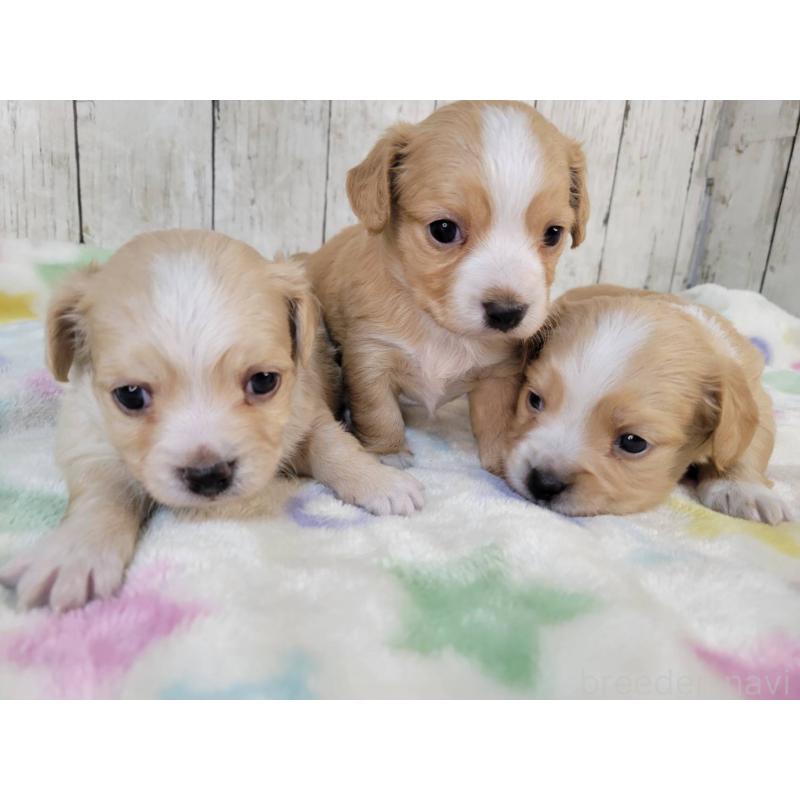 販売中の三重県のチワックス:チワワ×ミニチュアダックスフンド-423219の6枚目