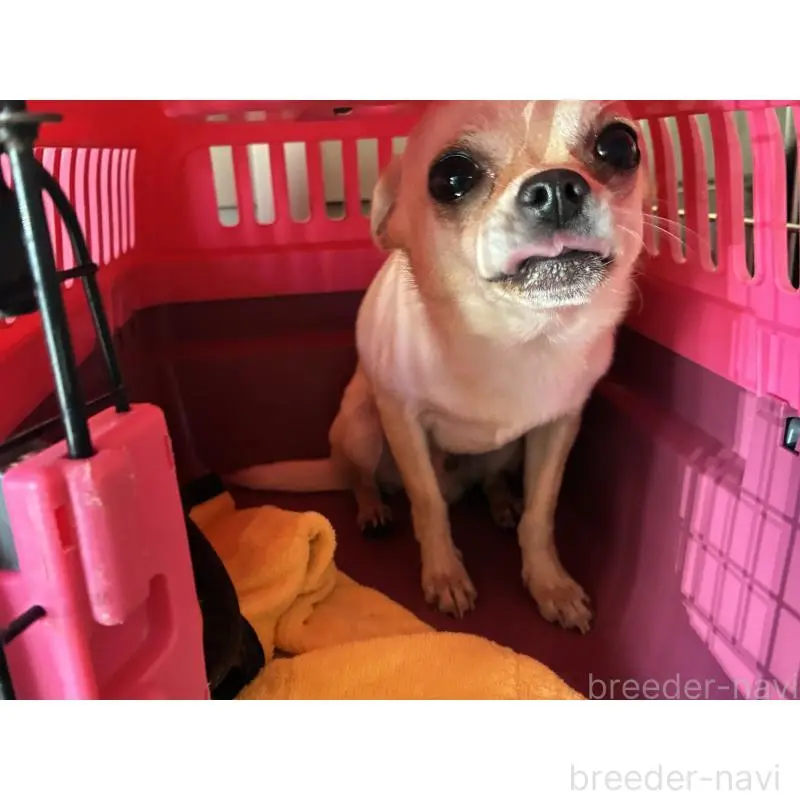 販売中の北海道のチワワ(スムースコート)-423218の2枚目