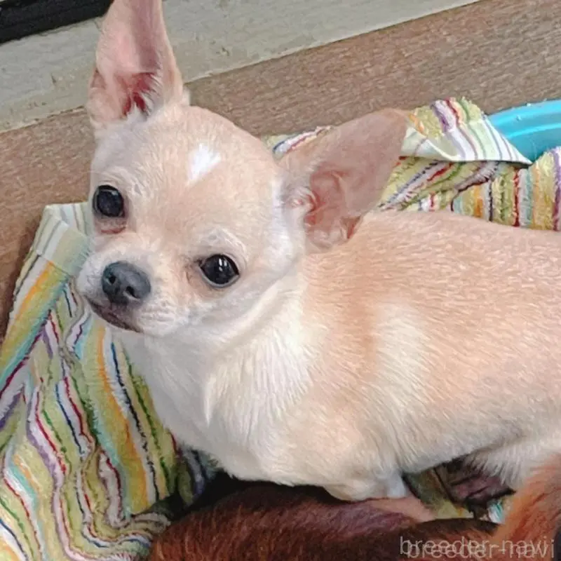 販売中の北海道のチワワ(スムースコート)-423218