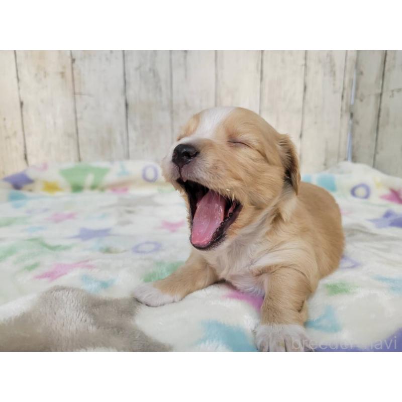 販売中の三重県のチワックス:チワワ×ミニチュアダックスフンド-423219の5枚目