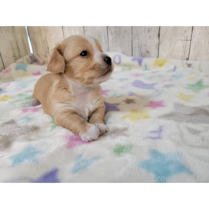 販売中の三重県のチワックス:チワワ×ミニチュアダックスフンド-423219の4枚目