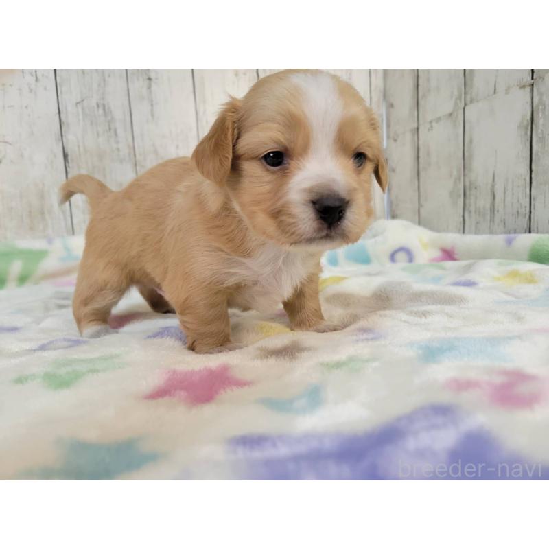 販売中の三重県のチワックス:チワワ×ミニチュアダックスフンド-423219の3枚目