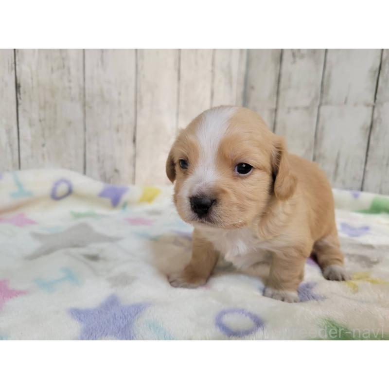 販売中の三重県のチワックス:チワワ×ミニチュアダックスフンド-423219の2枚目