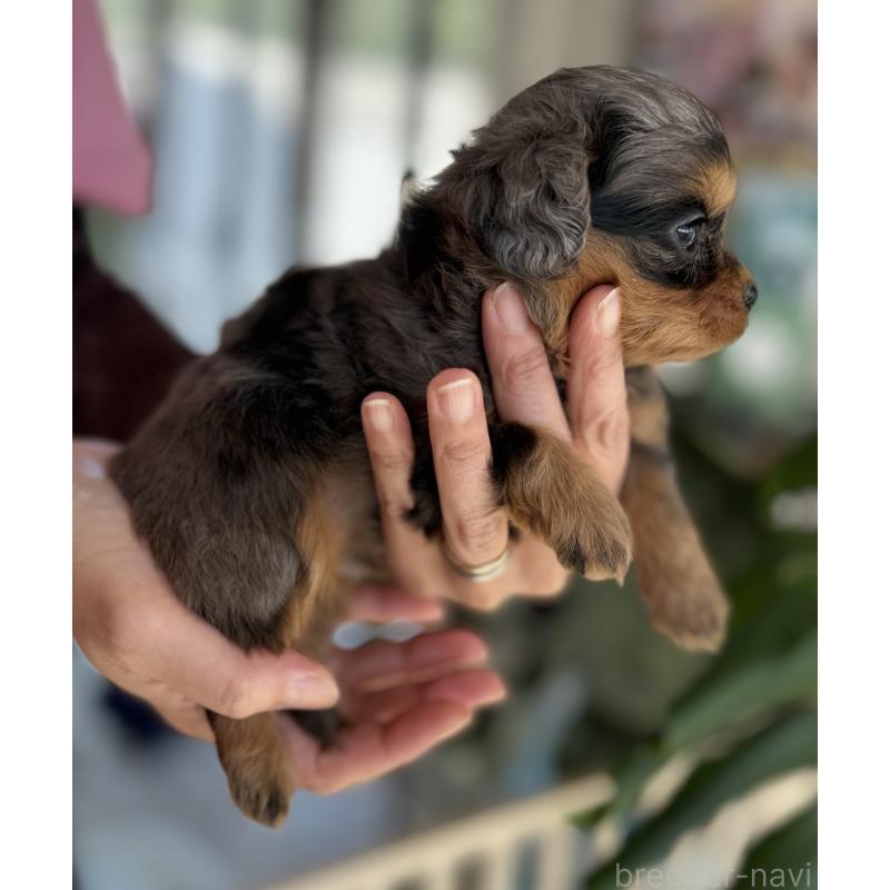 成約済の静岡県のチワプー:チワワ×トイプードル-420813の4枚目