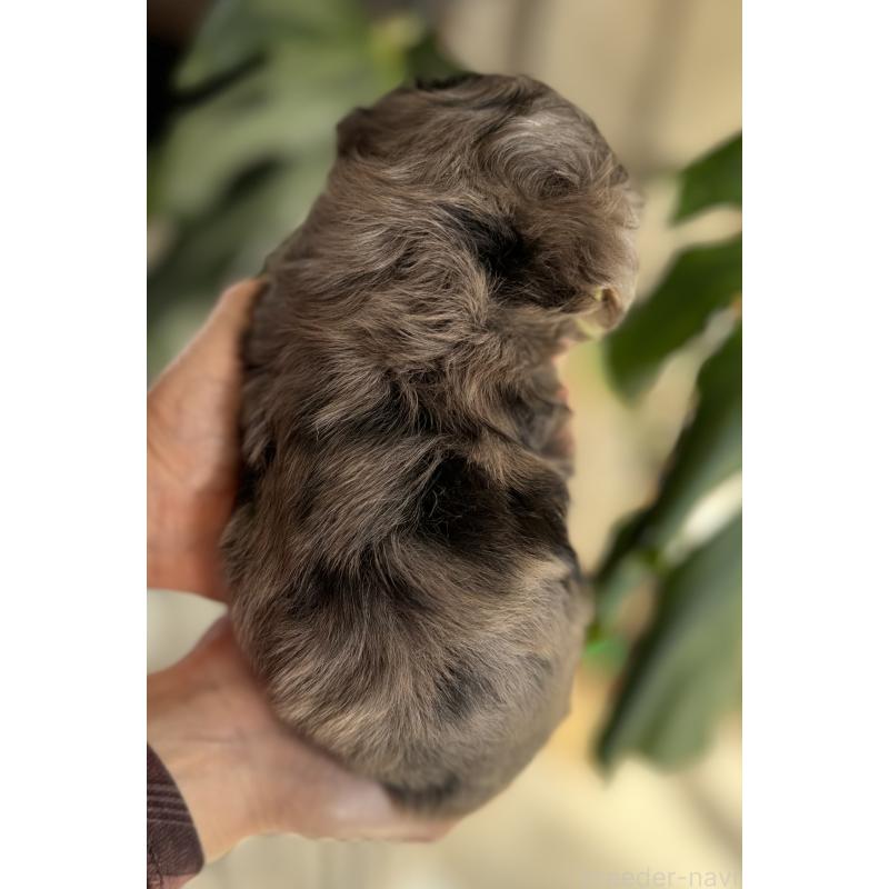 成約済の静岡県のチワプー:チワワ×トイプードル-420813の3枚目