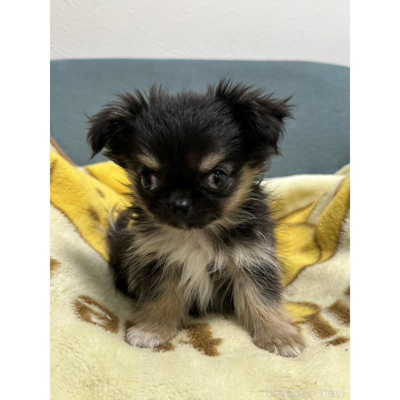 販売中の岡山県のチワワ(ロングコート)-414002の5枚目