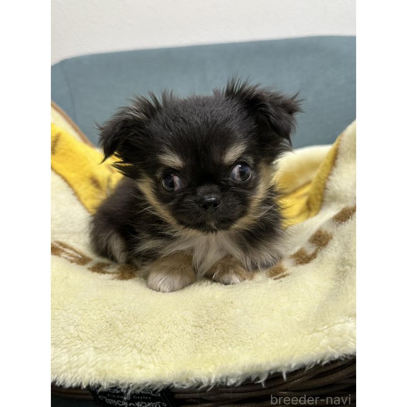 販売中の岡山県のチワワ(ロングコート)-414002の4枚目