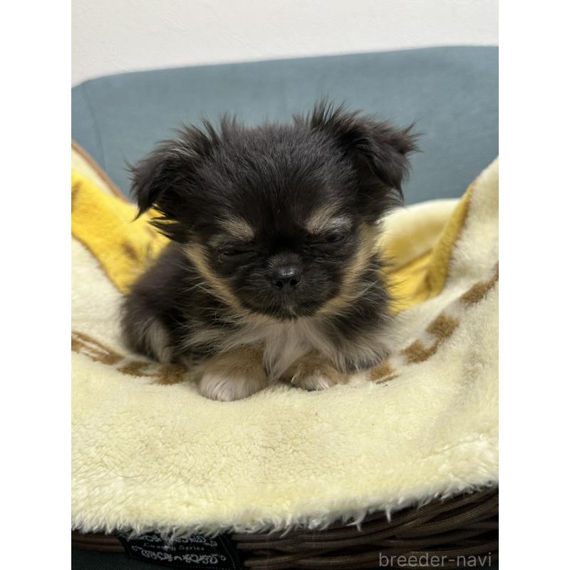 販売中の岡山県のチワワ(ロングコート)-414002の3枚目