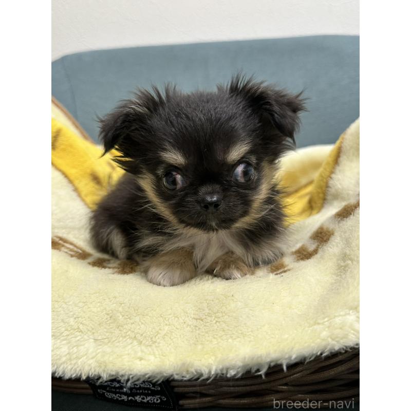 販売中の岡山県のチワワ(ロングコート)-414002の2枚目