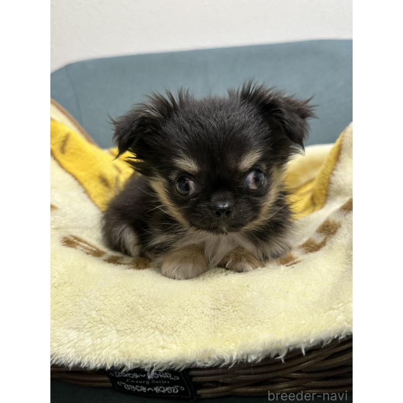 販売中の岡山県のチワワ(ロングコート)-414002