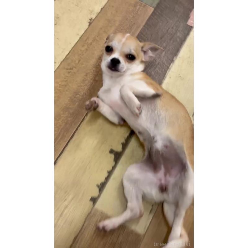 販売中の北海道のチワワ(スムースコート)-423216の3枚目