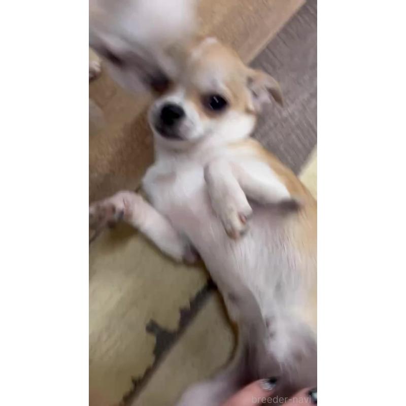 販売中の北海道のチワワ(スムースコート)-423216の4枚目