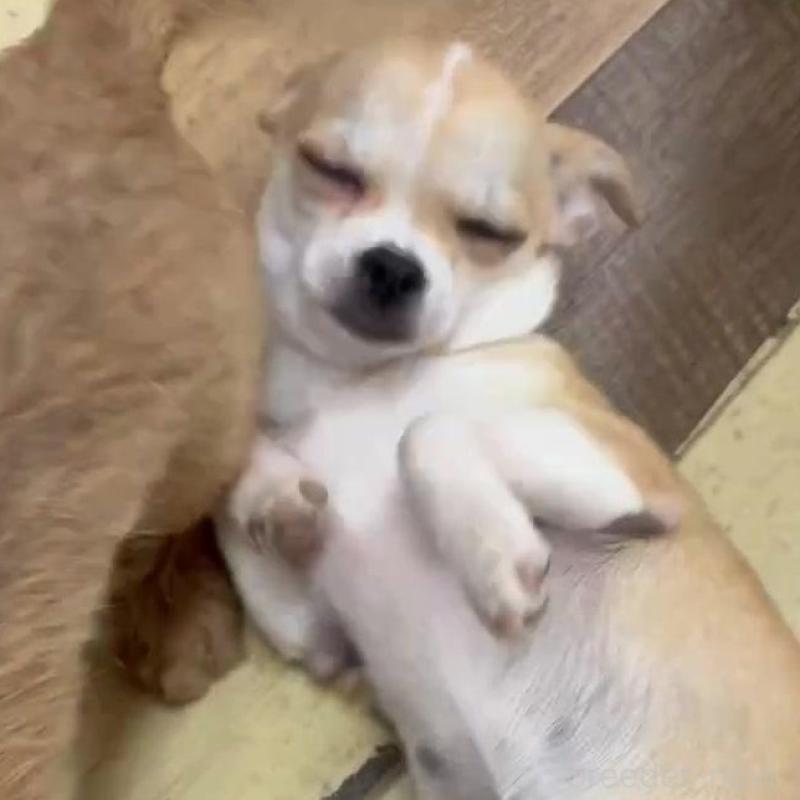 販売中の北海道のチワワ(スムースコート)-423216の2枚目