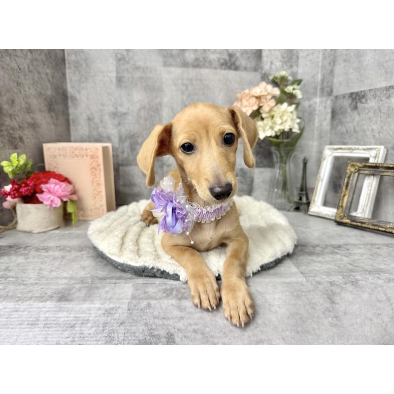 販売中の愛知県のミックス犬-410592の6枚目