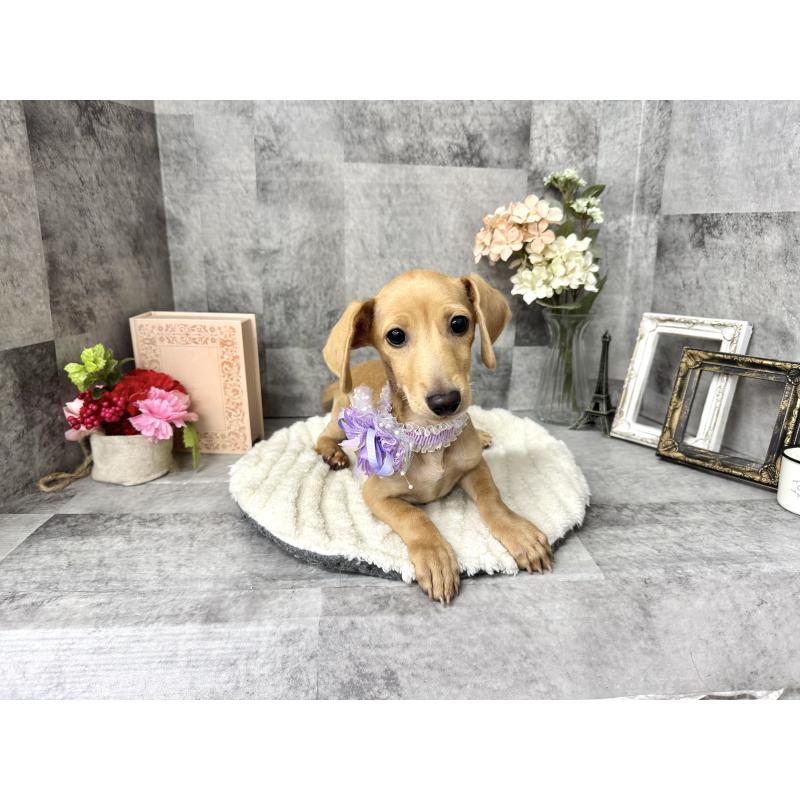 販売中の愛知県のミックス犬-410592の5枚目