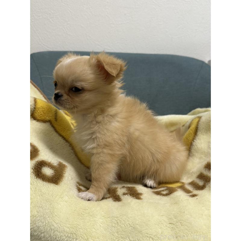 販売中の岡山県のチワワ(ロングコート)-414010の5枚目