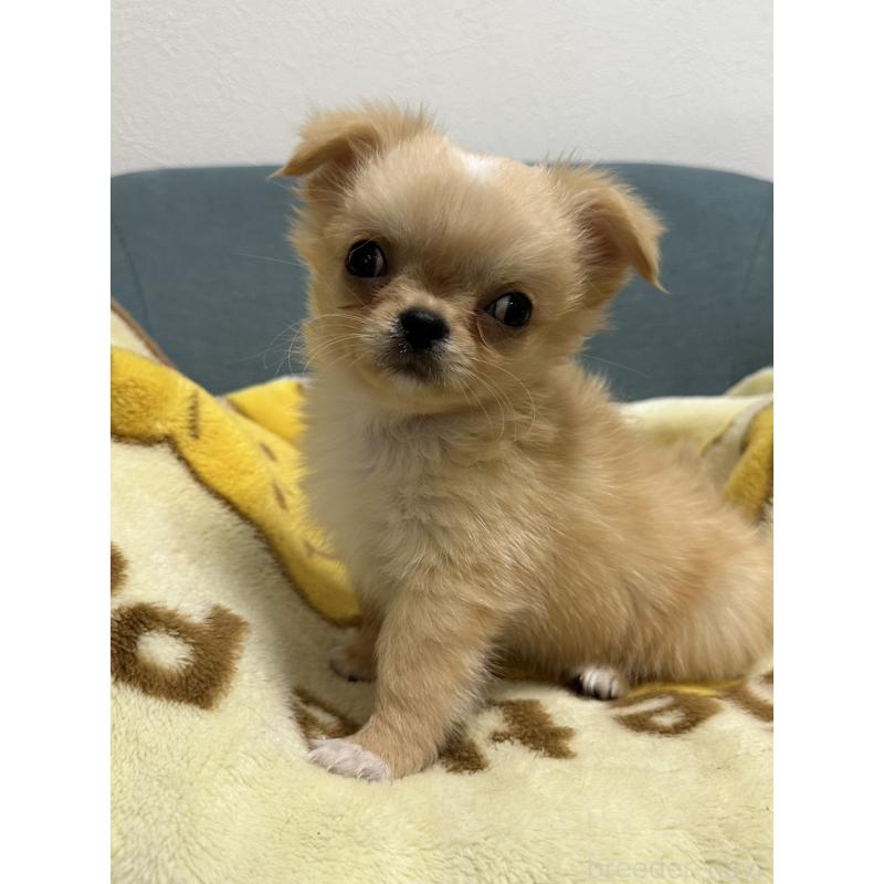 販売中の岡山県のチワワ(ロングコート)-414010の4枚目