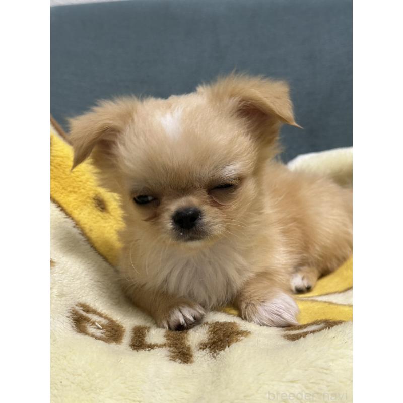 販売中の岡山県のチワワ(ロングコート)-414010の3枚目