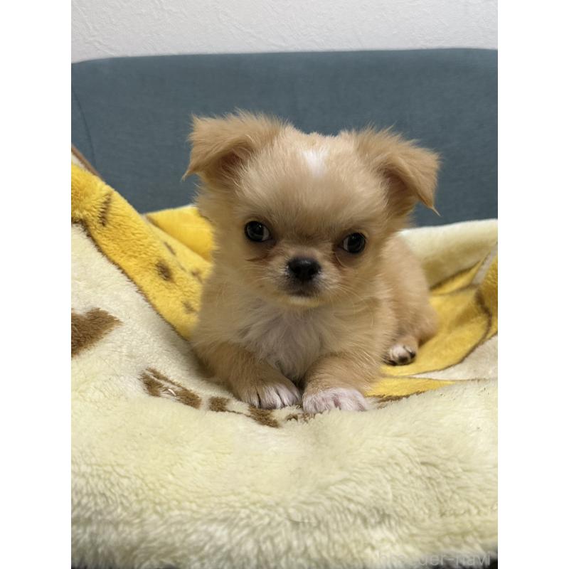 販売中の岡山県のチワワ(ロングコート)-414010