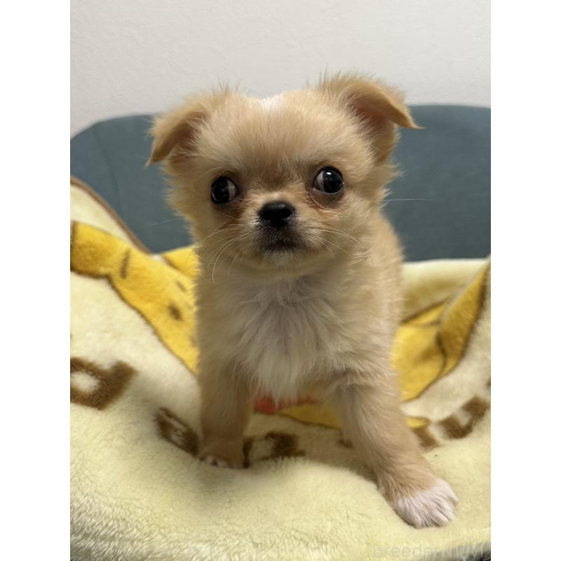 販売中の岡山県のチワワ(ロングコート)-414010の2枚目