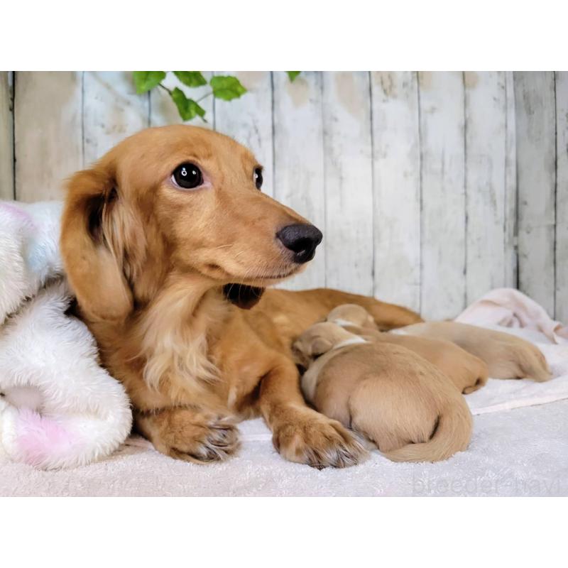 ブラウズちゃん1枚目