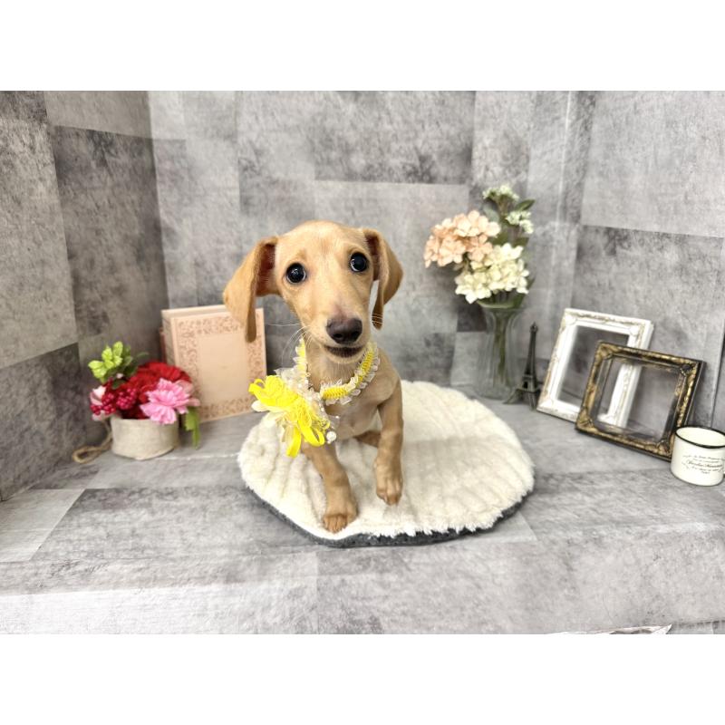 成約済の愛知県のミックス犬-410594の3枚目